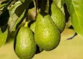 Abacate, agricultura, exportação
