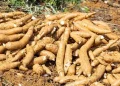 Mandioca escavada de um plantio