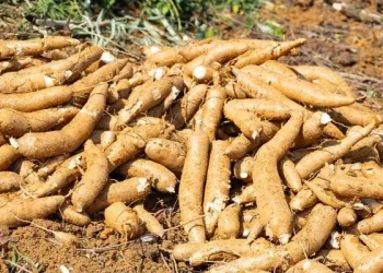 Mandioca escavada de um plantio