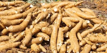 Mandioca escavada de um plantio