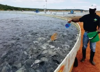 Tanque de produção de cacusso