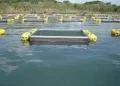 Tanque para a criação de Peixe