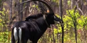 Palanca Negra Gigante